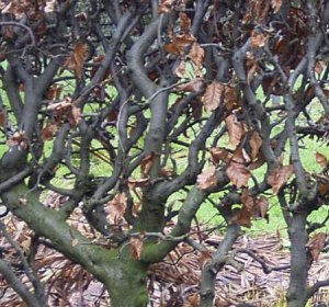 picture of beech hedge